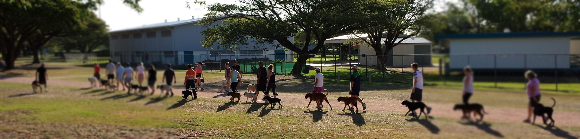 The Dog Father Dog Training Townsville | Programs &amp; Training